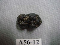 藏品(豬齒)的圖片